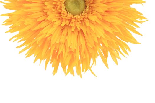 Sunflower close up. Isolated on a white background.