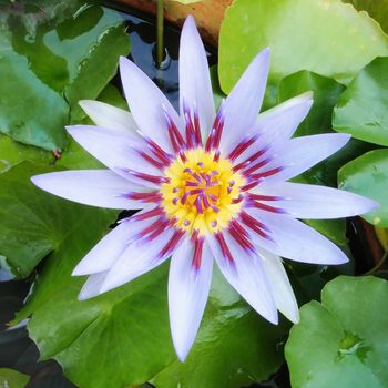 Lotus flower blooming in the pond