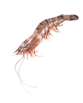 Fresh tiger shrimp closeup. Isolated on a white background.