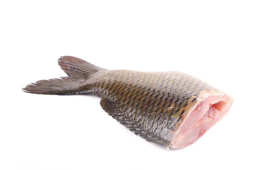 Closeup of carp fish tail. Isolated on a white background.