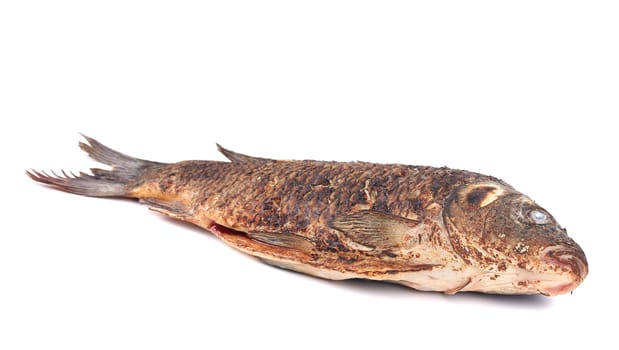 Grilled seabass closeup. Isolated on a white background.