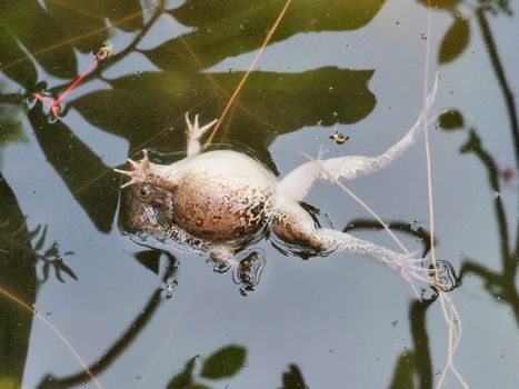 A pair of frogs mating in water