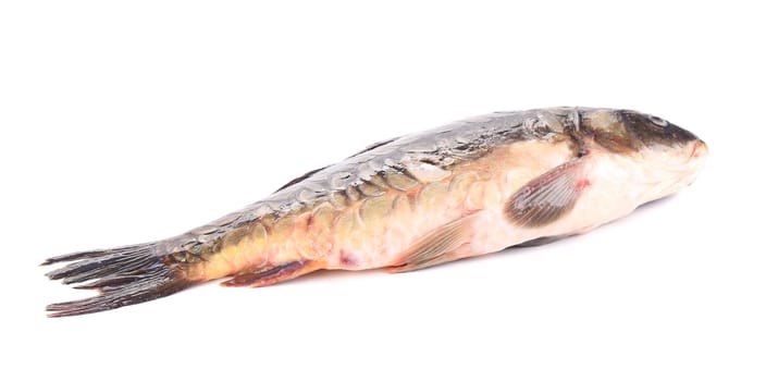 Mirror carp. Isolated on a white background.