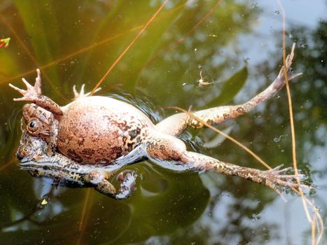 A pair of frogs mating in water