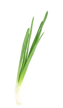 Beautiful spring onions. Isolated on a white background.