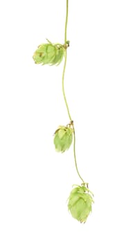 Sprig of hop. Isolated on a white background.