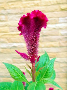 Plumed Cockscomb, Chinese Wool Flower (Celosia argentea L. var. cristata (L.) Kuntze)