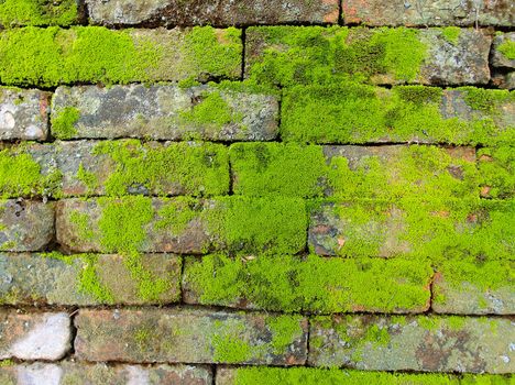Background of old wall brick with moss