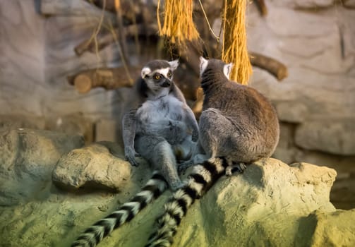 Lemur funny animal