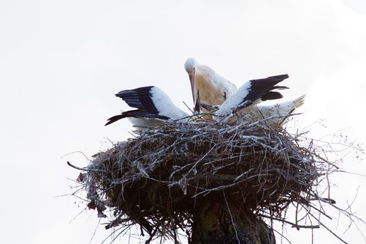 White Stork on nest in spring