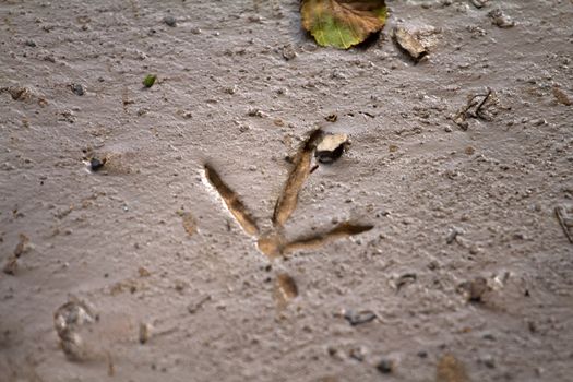 trace of a bird on sand