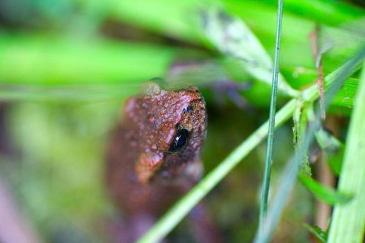 toad close up in a bog