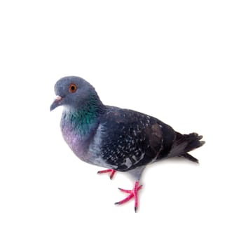 pigeon on a white background close up