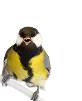 titmouse bird isolated on white