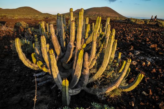 Cactus in the Desert at Sunset Tenerife South Canary Islands Spain