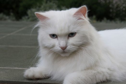 White cat on the yard. Located on the whole background.