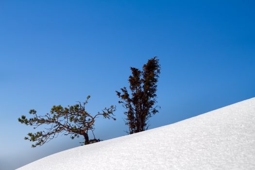 juniper on a mountain slope in the winter