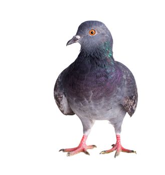 pigeon on a white background close up