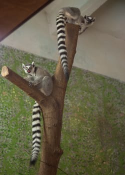 Lemur funny animal