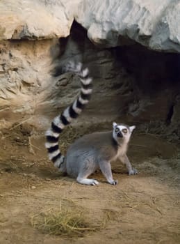 Lemur funny animal