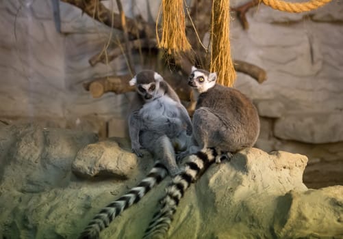 Lemur funny animal