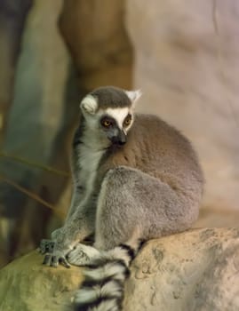 Lemur funny animal