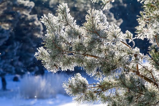 hard frost in the coniferous wood