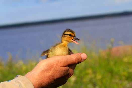 duckling in a hand close up