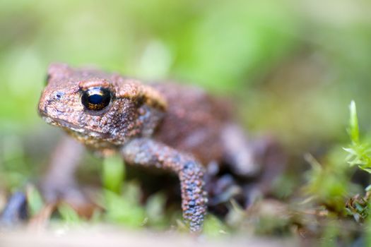 toad close up in a bog