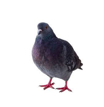 pigeon on a white background close up