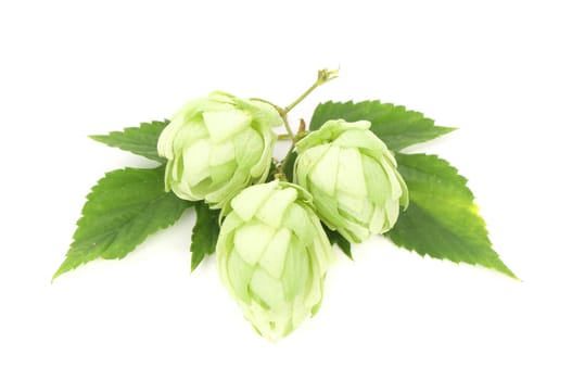 branch of hops. Isolated on a white background.