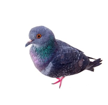 pigeon on a white background close up