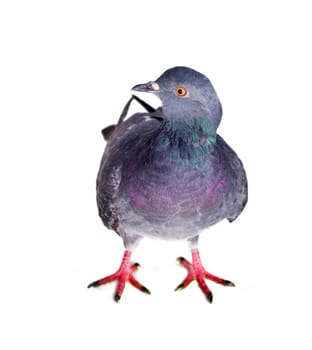 pigeon on a white background close up