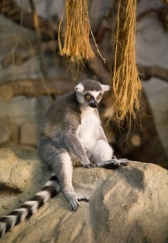 Lemur funny animal