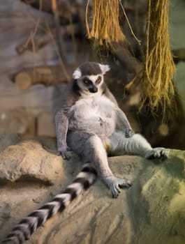 Lemur funny animal