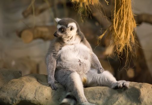 Lemur funny animal