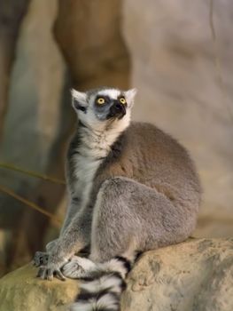 Lemur funny animal