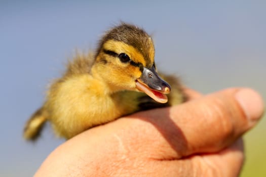  duckling in a hand close up