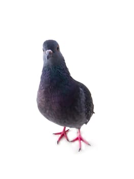 pigeon on a white background close up