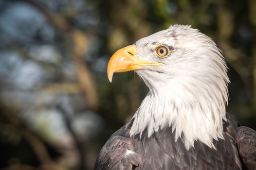 head profile of a north american bald eagle