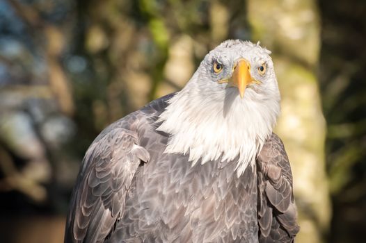 north american bald eagle with an aggressive stare