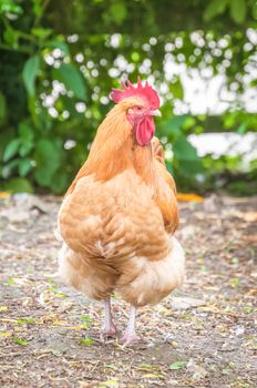 strutting free-range red rooster in a farmyard