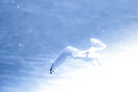 seabird in flight over a sparkling blue ocean