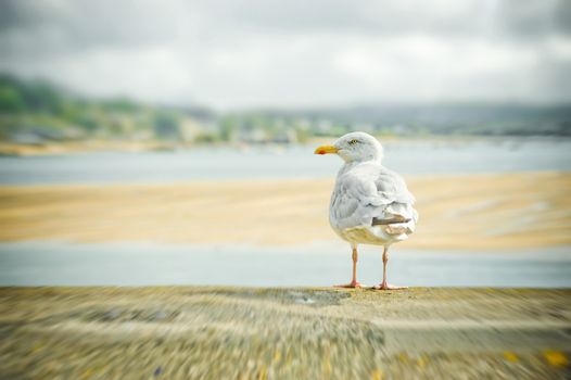 seagull on a harbor wall with zoom motion blur