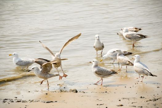 flock of seagulls wading on a sandy beach