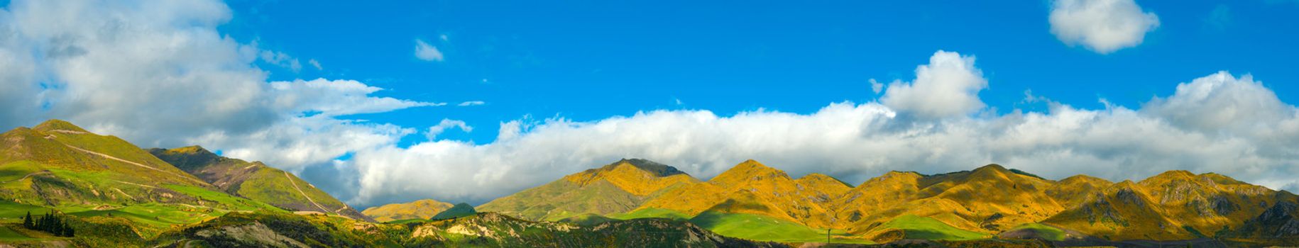 Beautiful mountains of New Zealand covered by blooming yellow gorse (Ulex europaeus). Panoramic photo