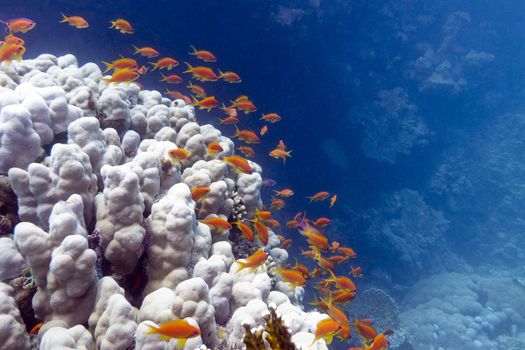 coral reef with exotic fishes anthias and porites coral at the bottom of tropical sea on blue water background