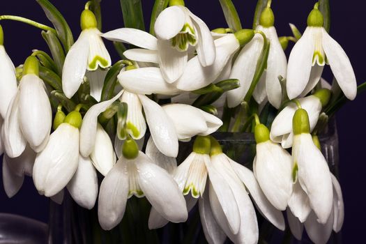 a lot of white snowdrops in glass bottle isolated on black background