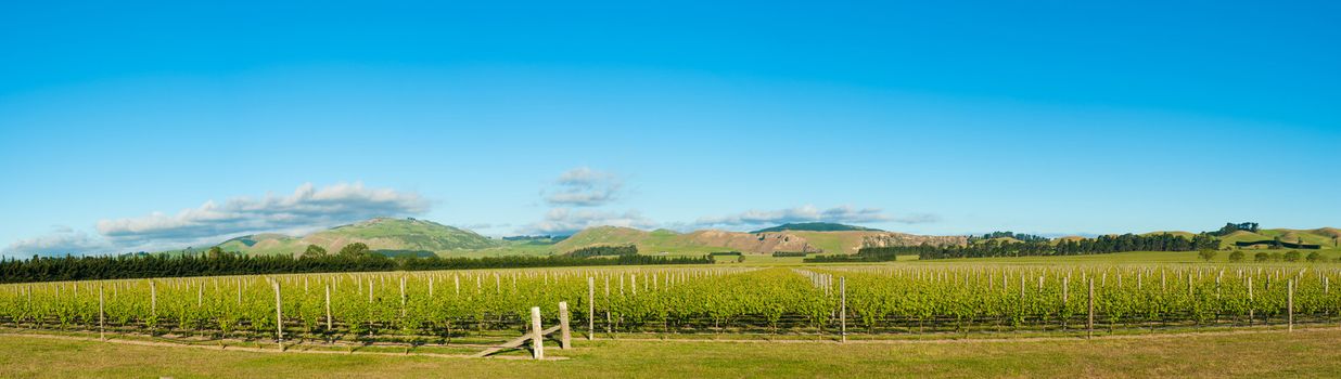 Panoramic photo of winery from South Island of New Zealand