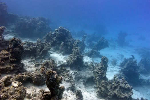 bottom of tropical sea with coral reef on large depth on blue water background